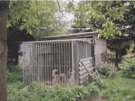 Polarhunde: Eine "blauäugige" Anschaffung?