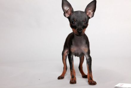 Preußen Rattler vom Friedrichshain