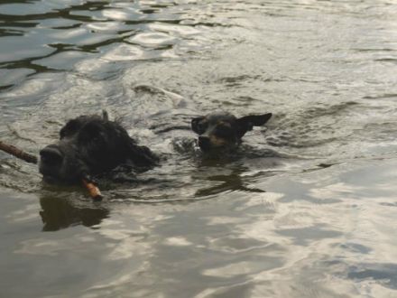 Preußen Rattler vom Friedrichshain