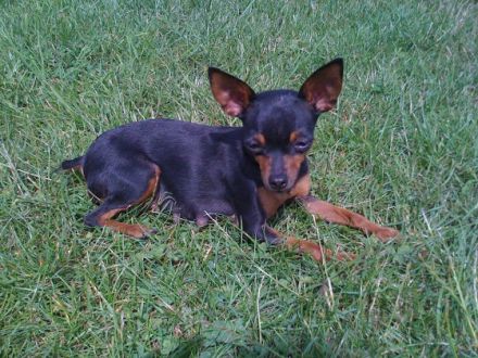 Preußen Rattler vom Friedrichshain