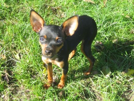 Preußen Rattler vom Friedrichshain