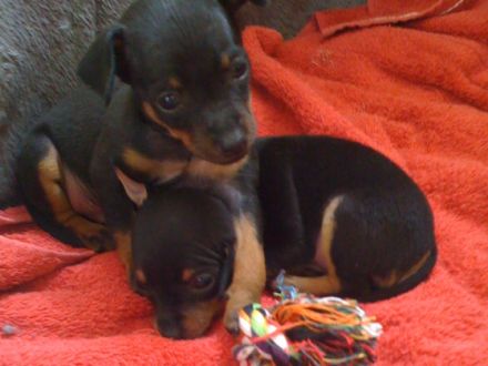 Preußen Rattler vom Friedrichshain