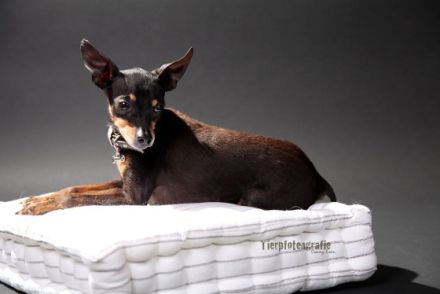 Preußen Rattler vom Friedrichshain