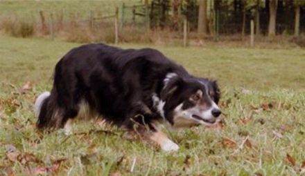 Quo vadis Border Collie?