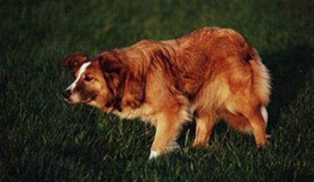 Quo vadis Border Collie?