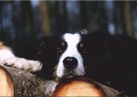 Quo vadis Border Collie?