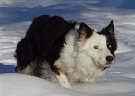 Quo vadis Border Collie?