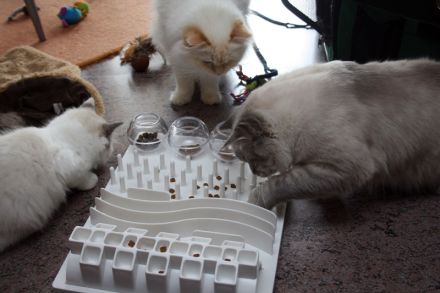 Die Ragdoll-Katze: Sanfter Riese mit leuchtenden blauen Augen