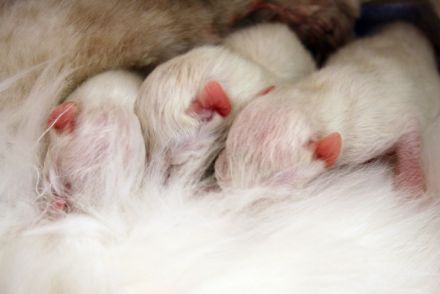 Die Ragdoll-Katze: Sanfter Riese mit leuchtenden blauen Augen