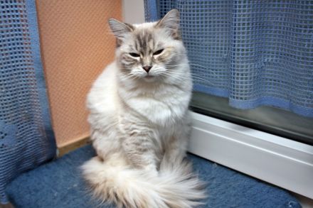 Die Ragdoll-Katze: Sanfter Riese mit leuchtenden blauen Augen