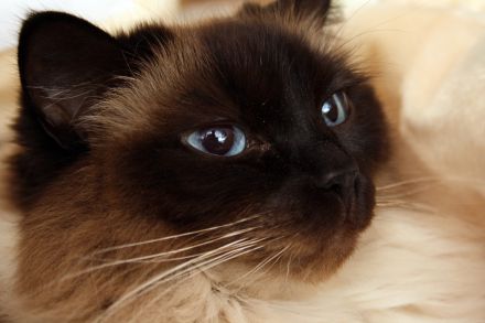 Die Ragdoll-Katze: Sanfter Riese mit leuchtenden blauen Augen