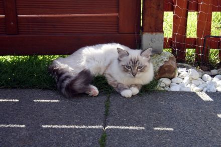 Die Ragdoll-Katze: Sanfter Riese mit leuchtenden blauen Augen
