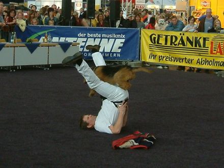 Von Hunden in der Hansestadt