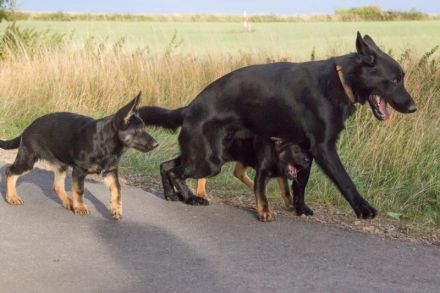 Ratgeber zum Tierkauf und Tierverkauf