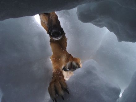 Retter auf vier Pfoten: Die Ausbildung von Rettungshunden
