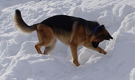 Retter auf vier Pfoten: Die Ausbildung von Rettungshunden
