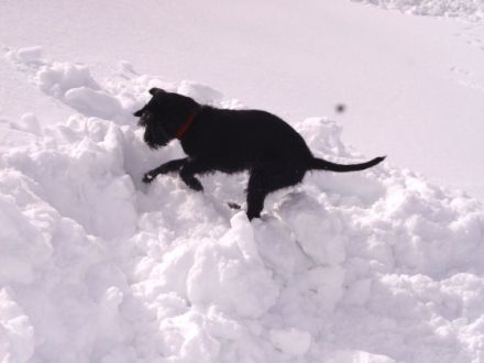 Retter auf vier Pfoten: Die Ausbildung von Rettungshunden