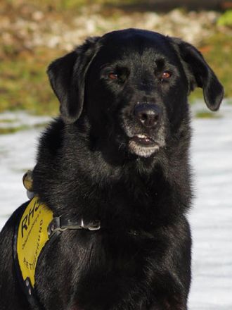 Ehrenamtlich mit Rettungshunden im Einsatz