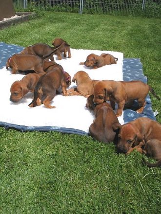 Rhodesian Ridgeback – Der Hund mit dem Tropfen Löwenblut