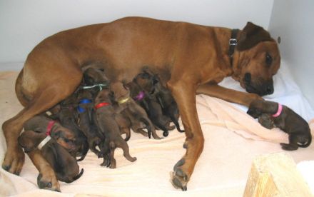 Rhodesian Ridgeback – Der Hund mit dem Tropfen Löwenblut