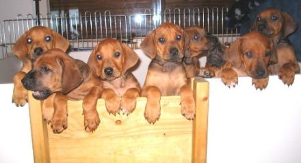 Rhodesian Ridgeback – Der Hund mit dem Tropfen Löwenblut