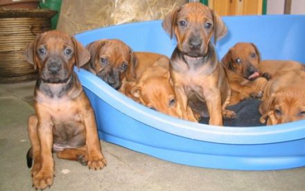 Rhodesian Ridgeback – Der Hund mit dem Tropfen Löwenblut