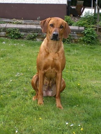 Rhodesian Ridgeback – Der Hund mit dem Tropfen Löwenblut