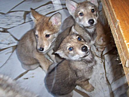 Hunde im Wolfspelz oder Der Saarloos-Wolfhund