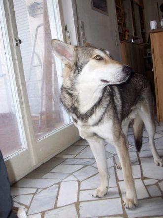 Hunde im Wolfspelz oder Der Saarloos-Wolfhund