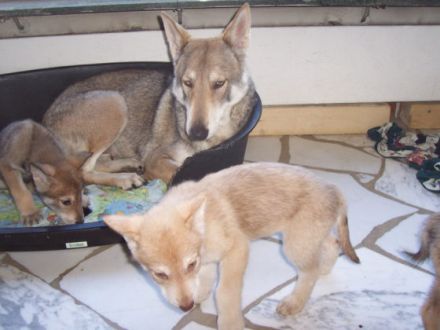 Hunde im Wolfspelz oder Der Saarloos-Wolfhund