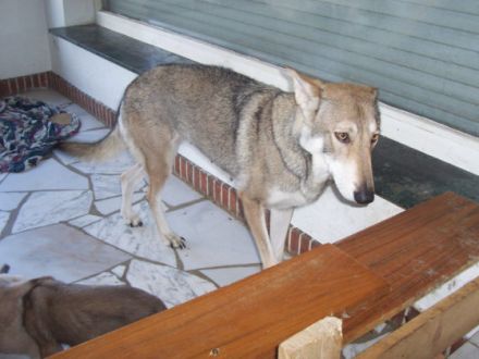 Hunde im Wolfspelz oder Der Saarloos-Wolfhund