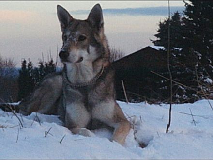 Hunde im Wolfspelz oder Der Saarloos-Wolfhund