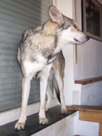 Hunde im Wolfspelz oder Der Saarloos-Wolfhund