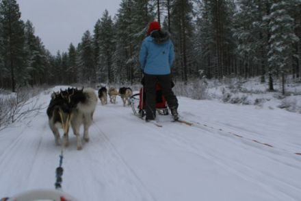Schlittenhunde machen Urlaub in Finnland (Teil 2)