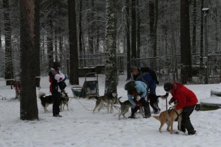 Schlittenhunde machen Urlaub in Finnland (Teil 3)