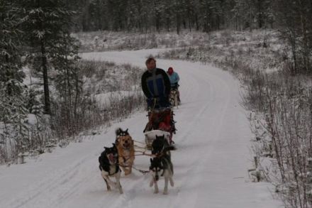 Schlittenhunde machen Urlaub in Finnland (Teil 3)