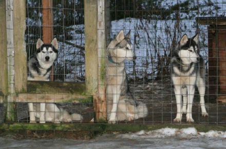 Schlittenhunde machen Urlaub in Finnland (Teil 1)