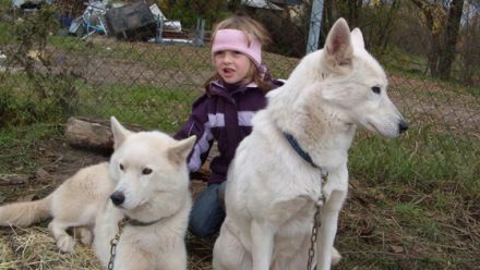 Schlittenhunderennen in Halle-Dieskau