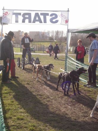 Schlittenhunderennen in Halle-Dieskau