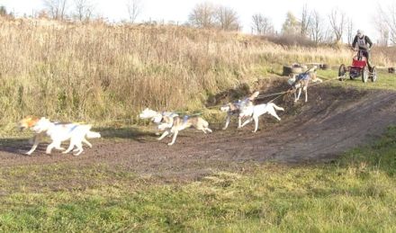Schlittenhunderennen in Halle-Dieskau