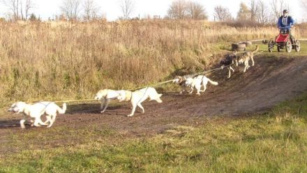 Schlittenhunderennen in Halle-Dieskau
