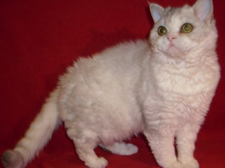 Selkirk Rex, die Katze mit "Dauerwelle"?