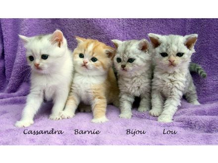 Selkirk Rex, die Katze mit "Dauerwelle"?