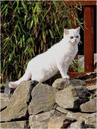Selkirk Rex, die Katze mit "Dauerwelle"?