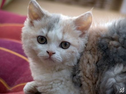 Selkirk Rex, die Katze mit "Dauerwelle"?