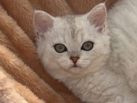 Selkirk Rex, die Katze mit "Dauerwelle"?