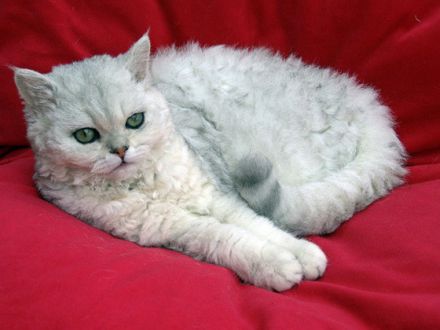 Selkirk Rex, die Katze mit "Dauerwelle"?
