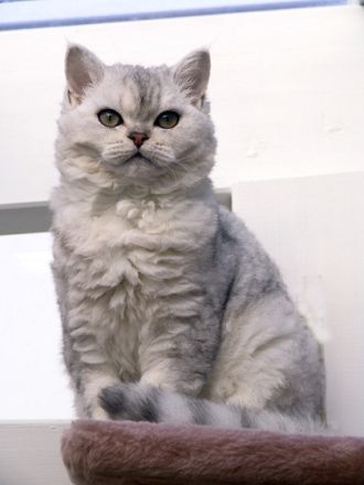 Selkirk Rex, die Katze mit "Dauerwelle"?
