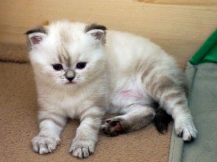 Selkirk Rex, die Katze mit "Dauerwelle"?