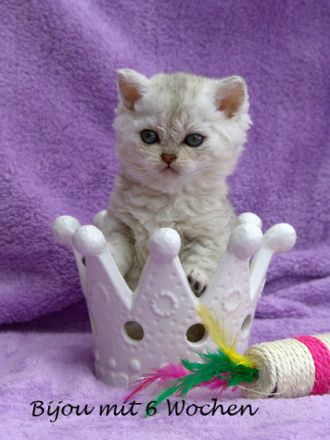 Selkirk Rex, die Katze mit "Dauerwelle"?